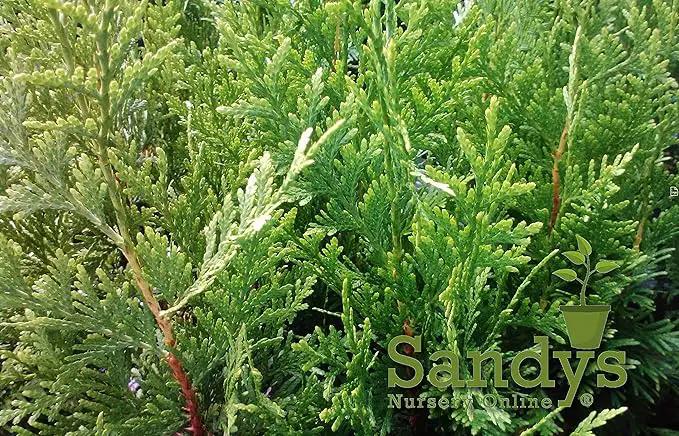 Thuja Green Giant Arborvitae Lot of 10, Quart Pot by GreenHaven Gardens