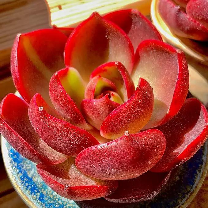 FWPP Live Succulents Plants Echeveria Red Lantern 2.5 inches,Rare red Succulents Bare Root Without Pot Soil, Live Plants Indoor Office Decoration Wedding and Gift by GreenHaven Gardens