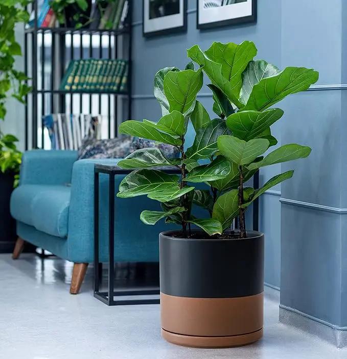 D'vine Dev 10 Inch, Ceramic Planter Pot with Drainage Hole and Saucer, Indoor Cylinder Round Planter Pot, Black/Speckled Tan, 94-O-E-7 by GreenHaven Gardens