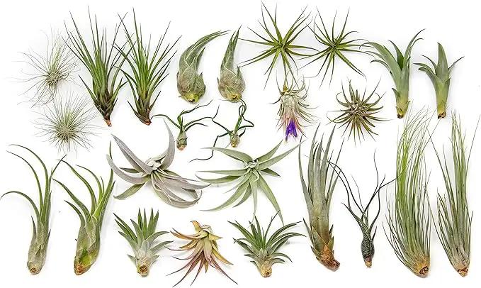 25 Grab Bag Pack Small & Medium Air Plants - Fertilizer Packet - Wholesale - Bulk - Live Tillandsia - Easy Care House Plant - Succulents by GreenHaven Gardens