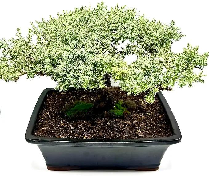 Live Dwarf Juniper Bonsai Tree 15+Years Old | Juniper or Jade Bonsai Tree | Indoor/Outdoor | 100% Handcrafted| Home and Office Décor | Best Gift for Holiday (style4) by GreenHaven Gardens