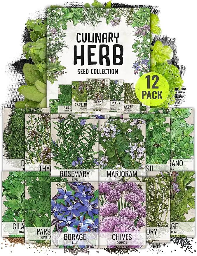 Seed Needs Herb Seeds Variety Pack Culinary Herb Collection (12 Individual Packets for Planting Indoors or Outdoors) Grow Your Own Herb Garden - Heirloom, Non-GMO by GreenHaven Gardens