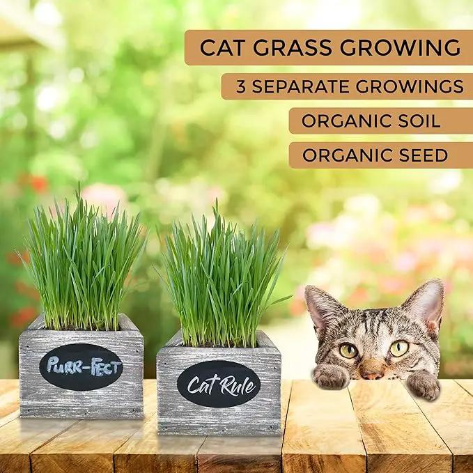 Cat Grass for Indoor Cats Kit – Best Value Organic Seed & Soil for 3 Growing Cycles, Natural Hairball Remedy & Cat Gifts (White Wash) by GreenHaven Gardens