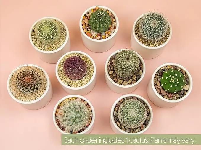 Plants for Pets Live Low Light House Plants in Ceramic Succulent Pots (3 Pack), Gasteria Succulent Plant and Cactus Plants Live with Potting Soil, Haworthia Succulents for Indoor Growing Home Décor by GreenHaven Gardens