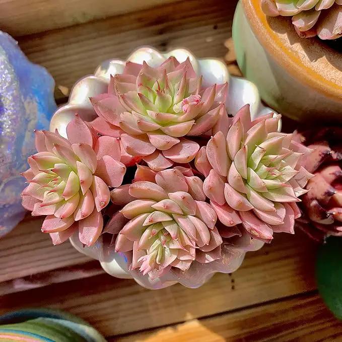 FWPP Succulents Live Echeveria Margaret,Pink Multi Headed Clustered Rare Plants,Bare Root Without Pot Soil,Indoor Live Succulent Plants are Suitable as Gifts and Decorations by GreenHaven Gardens