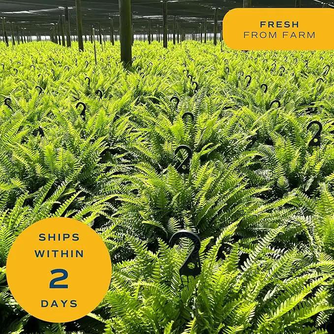 Costa Farms Boston Fern Live Plant, Outdoors or Indoor Houseplant in Hanging Basket Planter, Ferns Soil Mix, Real Plants Gift, Housewarming, Patio, Balcony, Front Porch Decor, 1-2 Feet Tall and Wide by GreenHaven Gardens