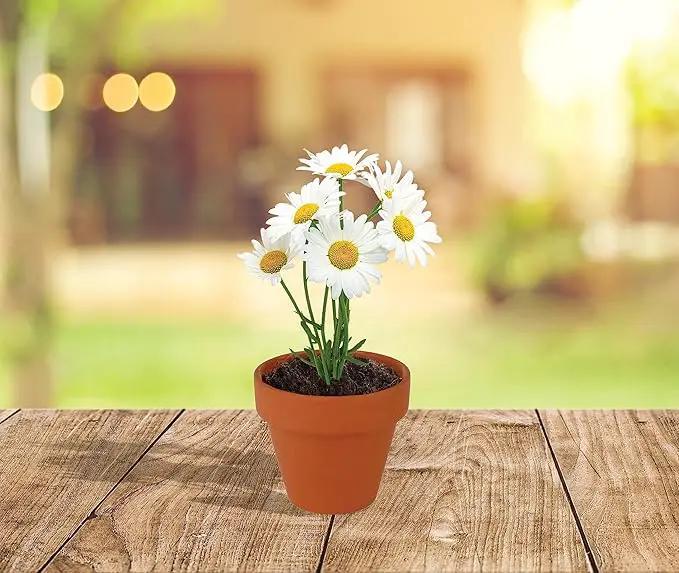 BUZZY Daisy Seeds & Genuine Terracotta 5cm Mini Pot Bulk Pack (20 Count), Includes 20 Each of pots, Soil pellets and Seeds - Great for Favors, Crafts, School Projects - Guaranteed to Grow by GreenHaven Gardens