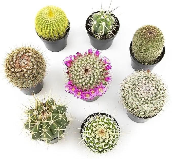 Altman Plants, Assorted Cactus Plants Live Cactus Decor (8PK), Cactus Plant Live Succulents Plants Live in Cactus Soil Potting Mix, Live Cacti Plants Live Succulent Plants Live Plants in Cactus Pot by GreenHaven Gardens