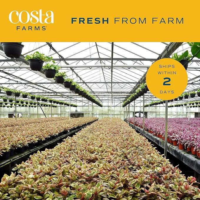 Costa Farms Aloe Vera (2 Pack), Live Succulent Plants, Easy to Grow Indoor Houseplants in Plant Pot, Air Purifiers in Potting Soil, Room, Home, and Office Décor, Housewarming Gift, 12-Inches Tall by GreenHaven Gardens