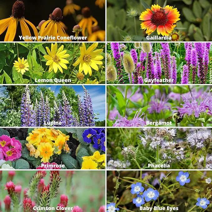Wildflower Seeds Bulk, 2 Oz. 80,000+ Seeds – Save The Bees Mix with 19 Non-GMO Varieties – Bee Friendly & Pollinator Wildflower Seed for Planting by GreenHaven Gardens