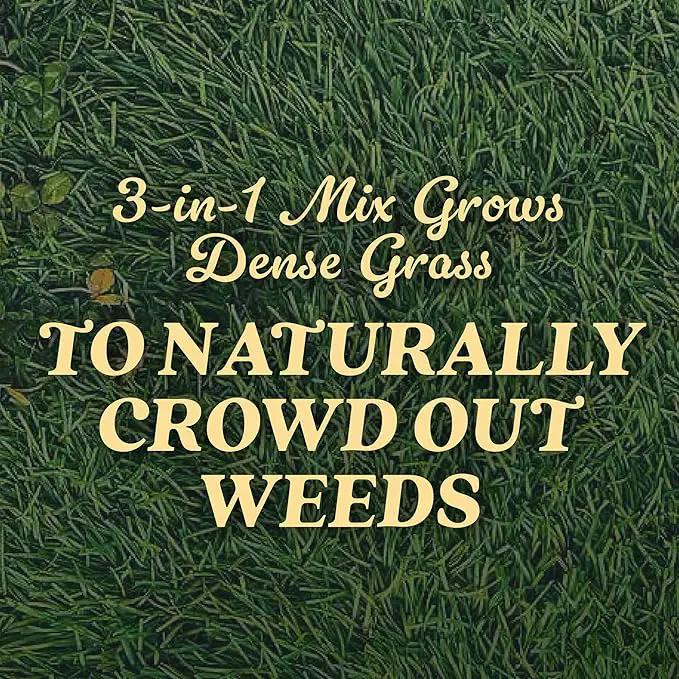 O.M. Scott and Sons Tall Fescue Blend Grass Seed, Fertilizer and Soil Improver, Naturally Crowds Out Weeds, Covers Up to 2,000 sq. ft., 8 lbs., 2-Pack by GreenHaven Gardens