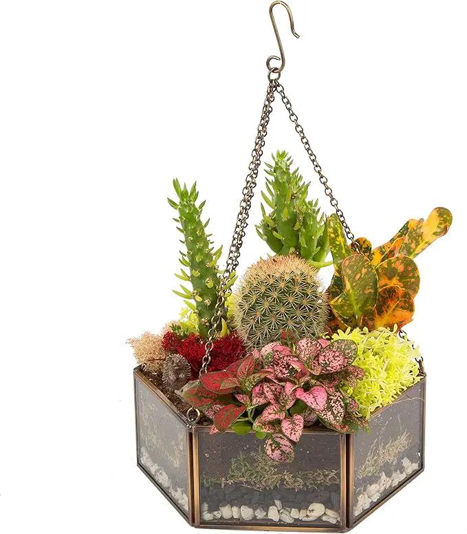 Deco Glass Geometric DIY Terrarium, Succulent & Air Plant- Hanging Mini Hexagon Shaped for Indoor Gardening Decor- Create Your own Flower, Fern, Moss Centerpiece- Amazing Holiday and Wedding Gift by GreenHaven Gardens