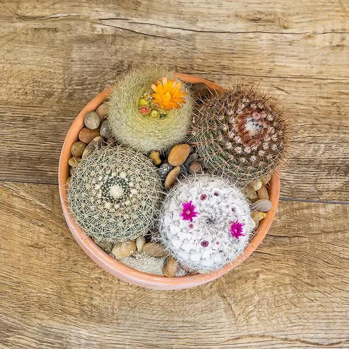 Altman Plants, Assorted Cactus Plants Live Cactus Decor (4PK), Cactus Plant Live Succulents Plants Live in Cactus Soil Potting Mix, Live Cacti Plants Live Succulent Plants Live Plants in Cactus Pot by GreenHaven Gardens