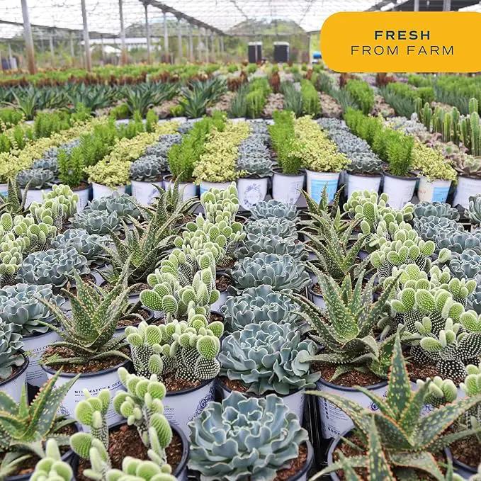 Costa Farms Succulents (24 Pack), Live Mini Succulent Plants in Ceramic Decor Planter Pots, Indoor Houseplants in Potting Soil, Bulk Baby Shower Gifts, Party Favors, Bridesmaid Gifts, 2-Inches Tall by GreenHaven Gardens