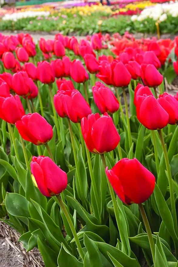 Red Tulips Darwin Hybrids (25 Bulbs) - Red Van Eijk Tulip Bulbs - Perennial Bulbs by Willard & May by GreenHaven Gardens