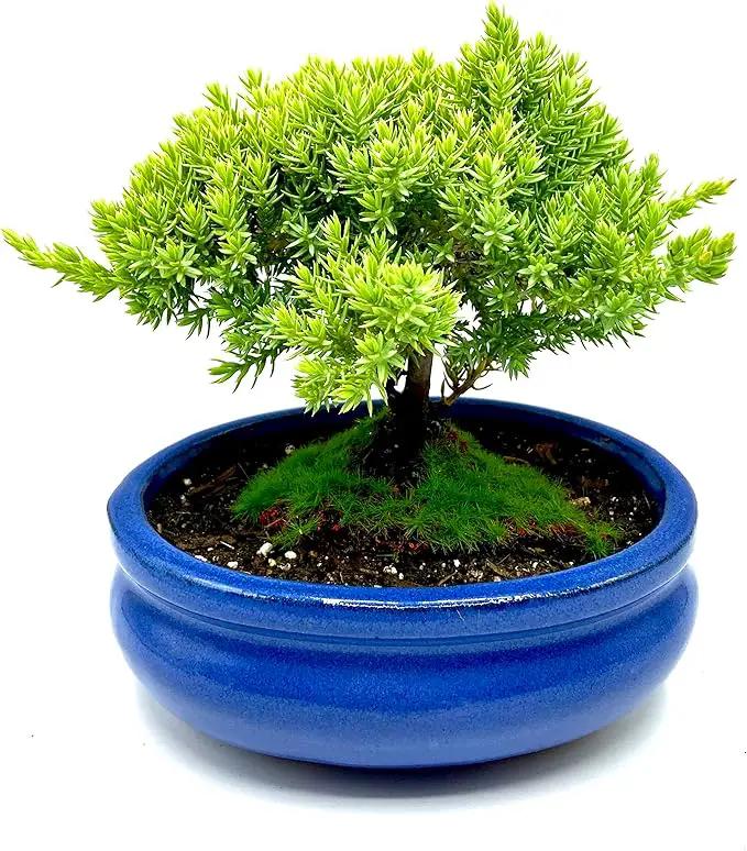 Live Dwarf Juniper Bonsai Tree Small | Indoor/Outdoor | 100% Handcrafted| Home and Office Décor | Best Gift for Holiday by GreenHaven Gardens