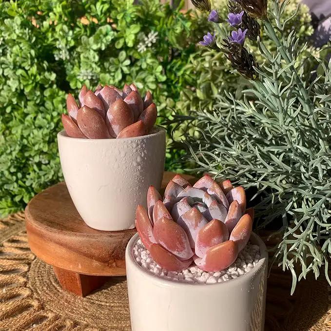FWPP Live Succulents Plants Echeveria Sang-A 4.3 inches,Rare Succulents Bare Root Without Pot Soil, Live Plants Indoor Office Decoration Wedding and Gift by GreenHaven Gardens