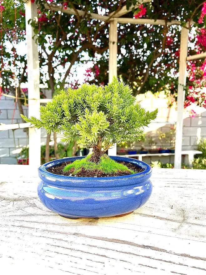 Live Dwarf Juniper Bonsai Tree Small | Indoor/Outdoor | 100% Handcrafted| Home and Office Décor | Best Gift for Holiday by GreenHaven Gardens