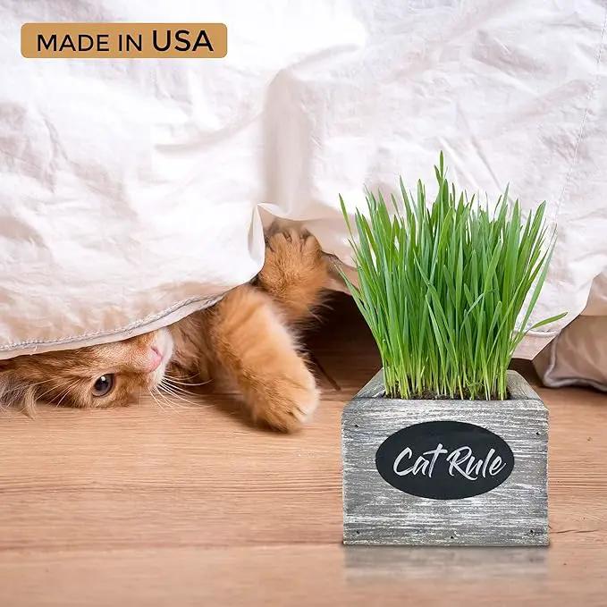 Cat Grass for Indoor Cats Kit – Organic Wheatgrass Seed & Soil, Hairball Remedy in Red Cedar Planter, Gift Box with Bonus Label, Pen & 10% Cat Treats Discount (White) by GreenHaven Gardens