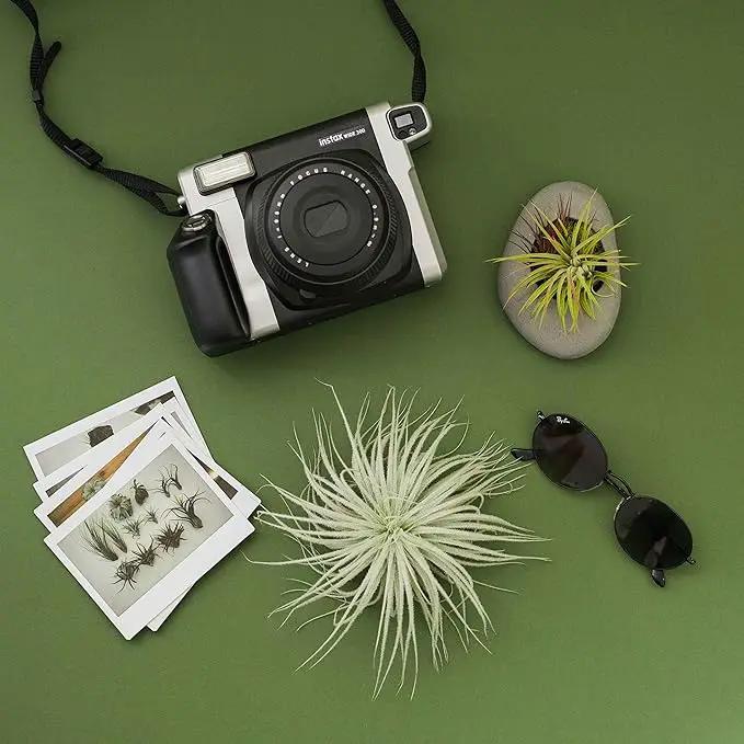 Air Plant Shop 25 Pack Rare Tectorum Ecuador Air Plants - Unique, Bright White, Nursery-Grown Tillandsia House Plant with Fuzzy Trichomes for Terrariums, Driftwood & Living Walls - Wholesale by GreenHaven Gardens