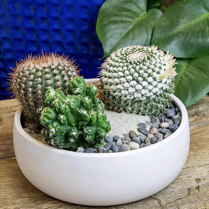 Altman Plants, Assorted Cactus Plants Live Plants (3PK), Cactus Plant Live Succulents Plants Live Cactus Decor, Indoor Plants Live House Plants in Cactus Soil, Live Cacti Plants Live Succulent Plants by GreenHaven Gardens