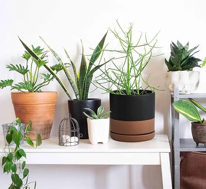 D'vine Dev Set of 2 Plants Pots, 6 Inch Ceramic Planter Pot for Plants with Drainage Hole and Saucer, Black/Speckled Tan, 94-V-C-7 by GreenHaven Gardens