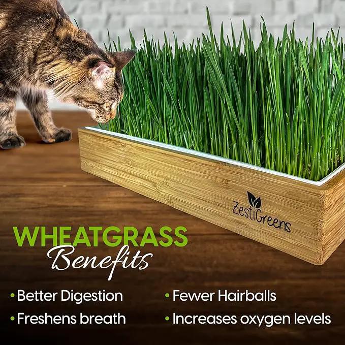 Cat Grass Refills for Self Watering Cat Grass Kit - 4 Mats and 4 Cat Grass Seed Packets (Cat Grass Refill Kit) by GreenHaven Gardens