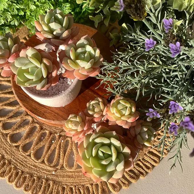 FWPP Live Succulents Plants Echeveria Love Song 3.5 inches,Rare Succulents Bare Root Without Pot Soil, Live Plants Indoor Office Decoration Wedding and Gift by GreenHaven Gardens