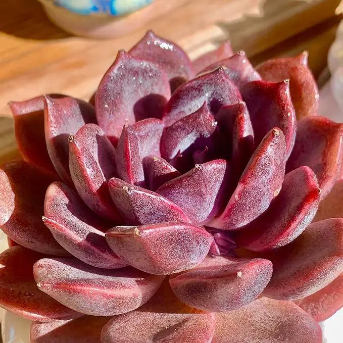 FWPP Live Succulents Plants Echeveria Black Mamba 3 inches,Rare Black Red Succulents Bare Root Without Pot Soil, Live Plants Indoor Office Decoration Wedding and Gift by GreenHaven Gardens