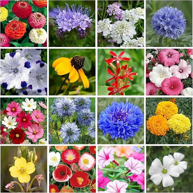 Wildflower Seed Shaker – Annual Mix by GevaGrow | 17 Variety Flower Seeds for Planting in Pots & Outdoor Gardens, Bulk 300,000+ Seeds - 1 Pound Tub by GreenHaven Gardens