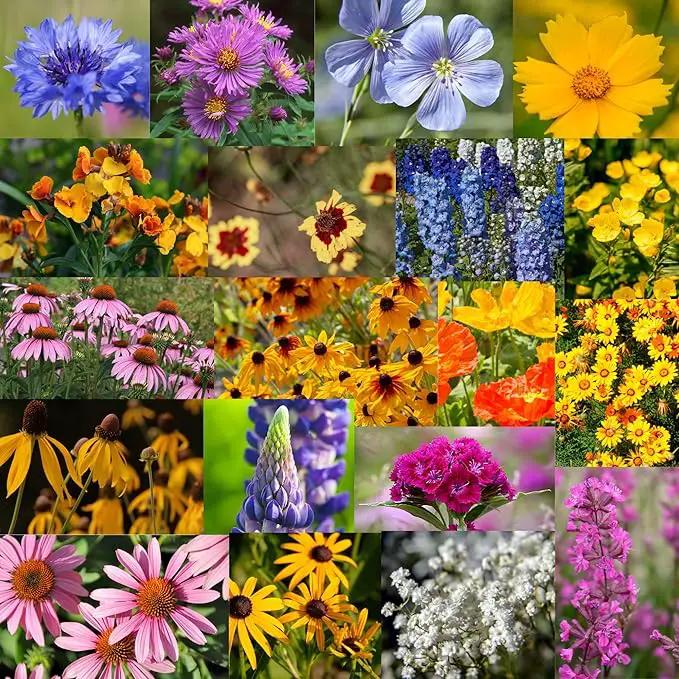 Wildflower Seed Bulk - Midwestern Wildflower Mix - 1 lb. 640,000+ Prairie Wildflowers - Annual & Perennial Flower Seeds - Wildflowers - Flower Seeds Bulk - Pollinator Flowers Seed by GreenHaven Gardens