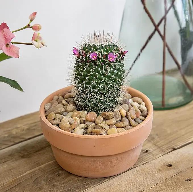 Altman Plants, Assorted Cactus Plants Live Plants (3PK), Cactus Plant Live Succulents Plants Live Cactus Decor, Indoor Plants Live House Plants in Cactus Soil, Live Cacti Plants Live Succulent Plants by GreenHaven Gardens