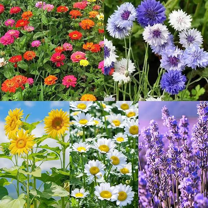 5 Kit - Growing into Shasta Daisy, Cornflower, Sunflower, Zinnia, Lavender for Indoor Outdoor Garden DIY Gifts by GreenHaven Gardens
