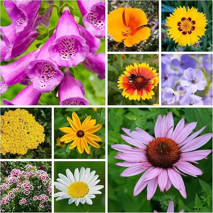 All Annual Wildflower Seeds Mix – 4 Oz, 4,000+ Seeds – 21 Varieties Including California Poppy, Indian Blanket, Scarlet Flax – Bulk Pollinator Wildflower Seed for Planting by GreenHaven Gardens
