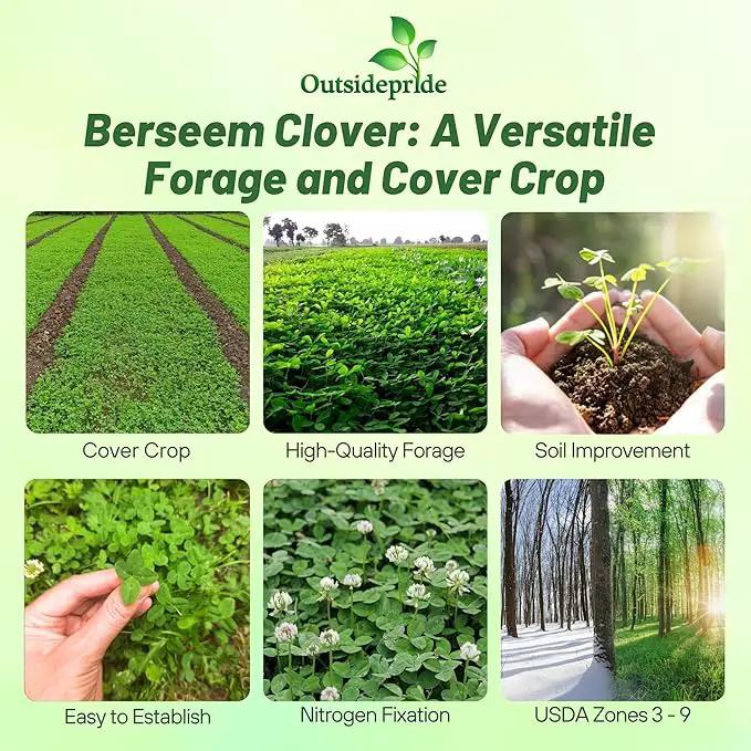Outsidepride Annual Berseem Clover Seeds for Lawn - 50 lbs. High-Yield, Fast-Growing Clover Cover Crop Seeds for Food Plots, Cattle Forage & Nitrogen-Rich – Ideal for Pastures & Soil Improvement by GreenHaven Gardens