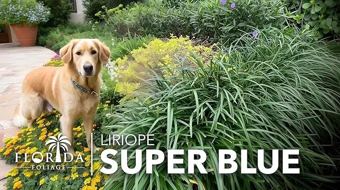 Liriope Super Blue | 10 Live Plants | Liriope muscari 'Super Blue' | Ornamental Ground Cover Plants | Shade-Tolerant Landscaping Perennial by GreenHaven Gardens