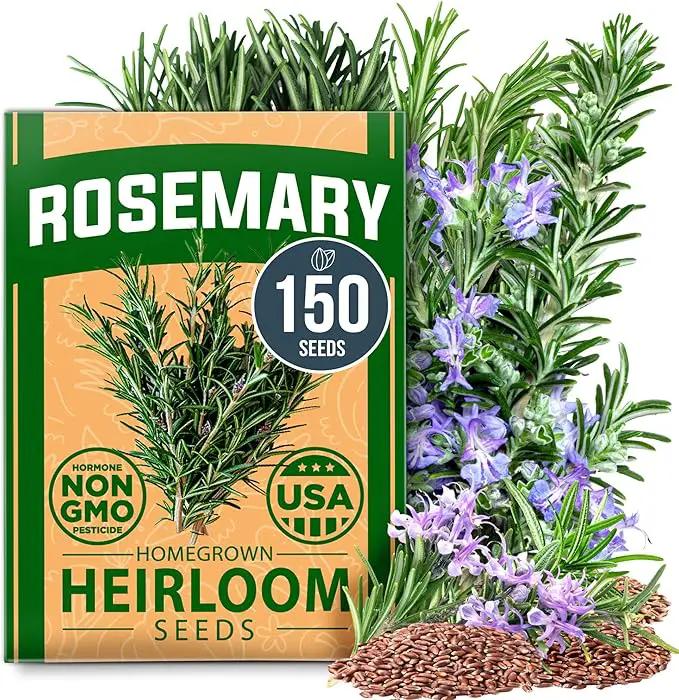 HOME GROWN 𝗨𝗦𝗔 𝗣𝗥𝗘𝗠𝗜𝗨𝗠 Rosemary Seeds Pack - 150 High Germinating 𝗡𝗢𝗡-𝗚𝗠𝗢 Heirloom Herb Seeds for Planting in Indoor or Outdoor Herb Gardens (Salvia rosmarinus) by GreenHaven Gardens