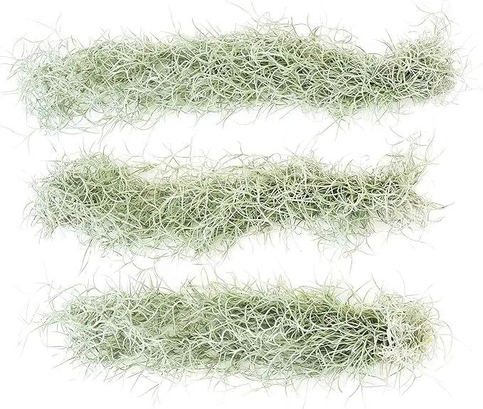 6 Pack Thick Colombian Spanish Moss Live Strands with Wire Hook - Tillandsia Usneiodes - Live Tillandsia Succulent House Plants - Home and Garden Decor - Easy Care Indoor and Outdoor Plants by GreenHaven Gardens