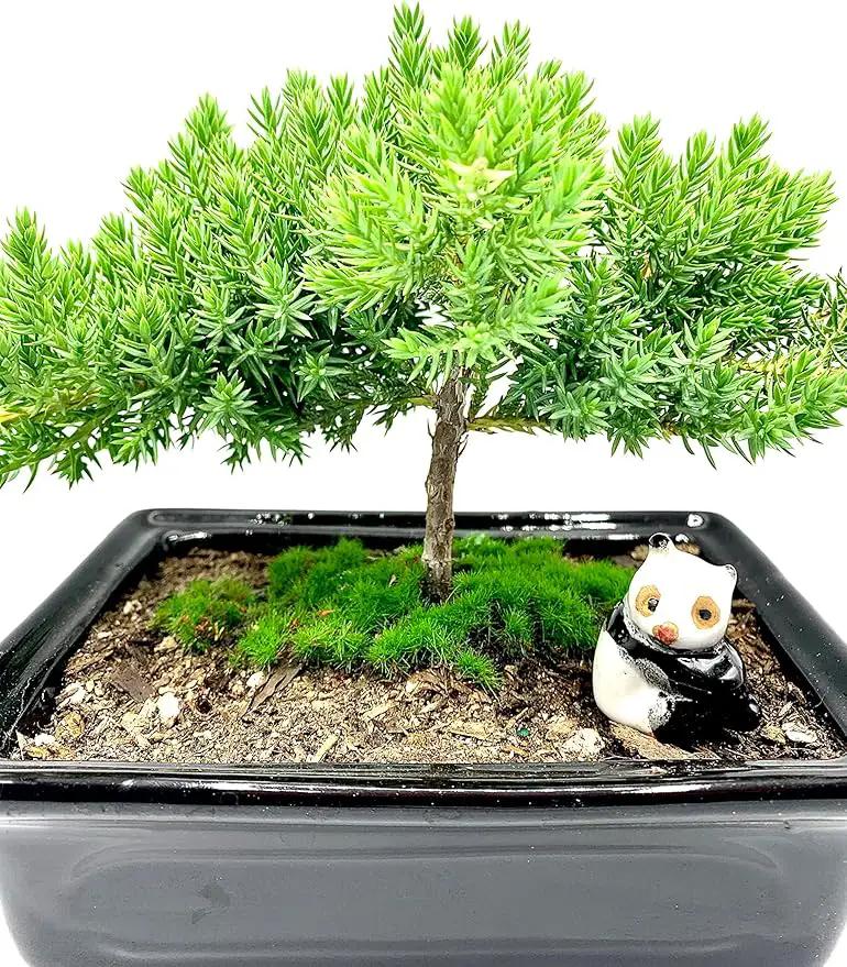 Live Dwarf Juniper Bonsai Tree 4-5years Old with Cute Ceramic Panda | Juniper or Jade Bonsai Tree | Indoor/Outdoor | 100% Handcrafted| Home and Office Décor | Best Gift for Holiday by GreenHaven Gardens