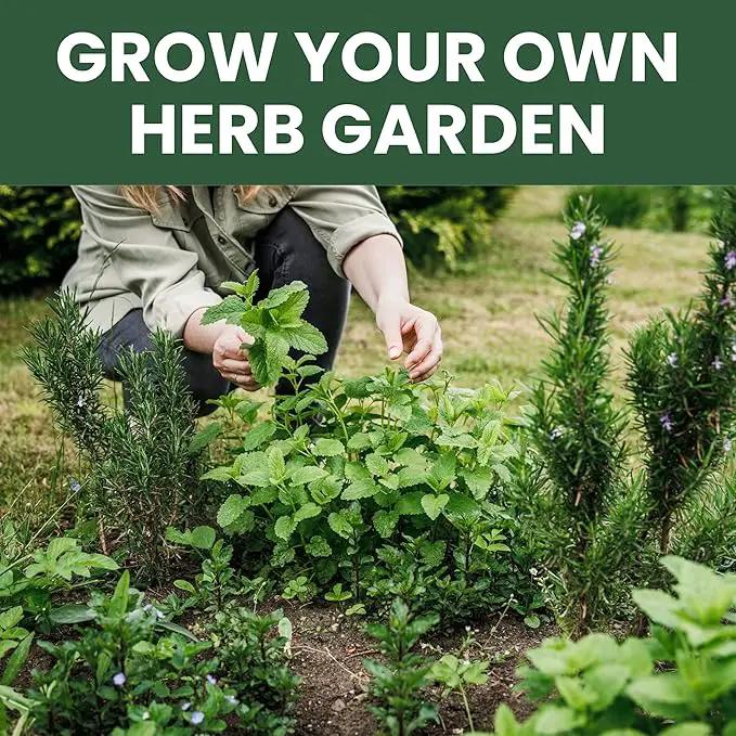 Herb Seeds | 10 Invidiual Packs | 2025 Season | Non-GMO | Mint, Parsley, Basil, Thyme & More! | for Planting Indoor & Outdoor | by Family Sown by GreenHaven Gardens