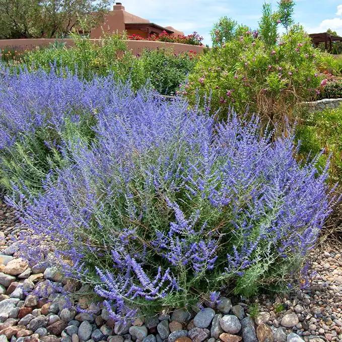 Clovers Garden Russian Sage Plants – Two (2) Live Plants – Non-GMO - Not Seeds - Each 4" to 8" Tall – in 4" Inch Pots – Hardy Flowering Perennial, Pollinator Favorite by GreenHaven Gardens