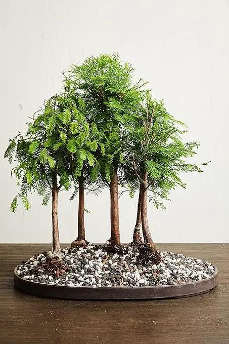 Bonsai All-Purpose Fertilizer by The Bonsai Supply – 2Lbs | Quick Results | Micro Nutrients for Vital Bonsai Health by GreenHaven Gardens