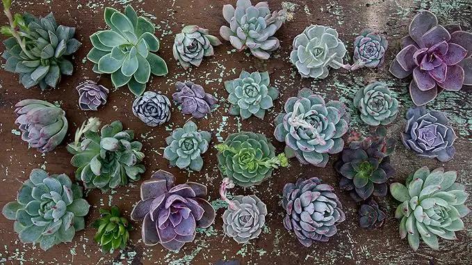 Espoma Organic Cactus Potting Soil Mix, Natural & Organic Soil for Cactus, Succulent, Palm, and Citrus Grown in containers Both Indoors and Outdoors, 8 qt, Pack of 2 by GreenHaven Gardens
