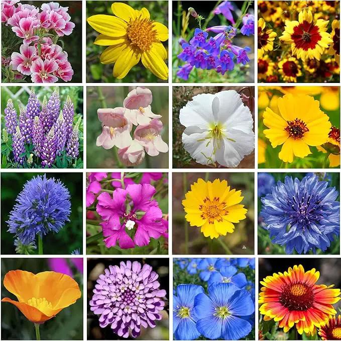 GevaGrow - Western Wildflower Seeds Regional Mix - Organic, Non-GMO - 100% Pure Seed - 18 Different Wildflowers Seeds of Annual and Perennial, 1LB Tub by GreenHaven Gardens