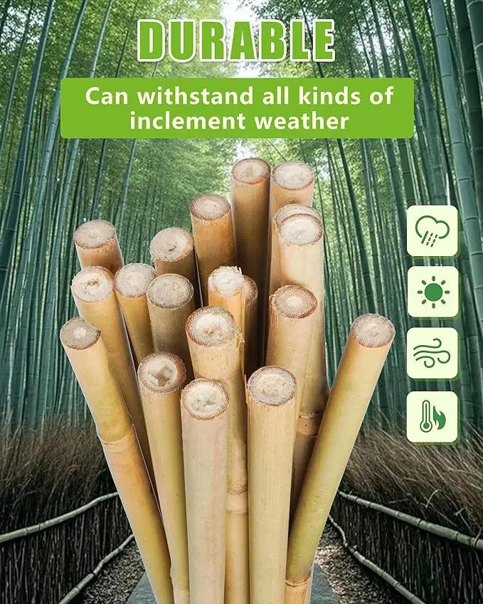 2ft Natural Bamboo Plant Stakes for Tomatoes, Beans, Flowers, Potted, Climbing Plants 25pcs by GreenHaven Gardens
