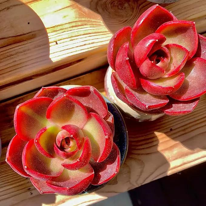 FWPP Live Succulents Plants Echeveria Red Lantern 2.5 inches,Rare red Succulents Bare Root Without Pot Soil, Live Plants Indoor Office Decoration Wedding and Gift by GreenHaven Gardens