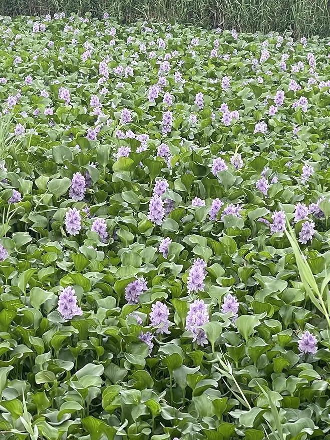 12 Water Hyacinth (Eichornia Crassipes) Floating Water Garden Pond Plants (12 Live Plants) by GreenHaven Gardens