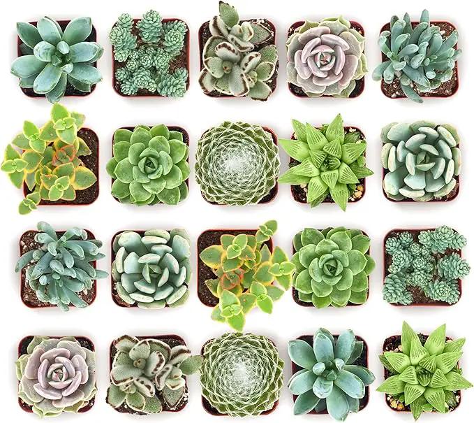 Shop Succulents Mixed Succulent Plant Pack 2" Grow Pot Pack of 32 by GreenHaven Gardens