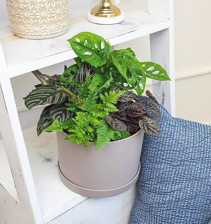 Essential Houseplant Collection (4PK) Live Plants Indoor Plants Live Houseplants in Plant Pots, Easy House Plants Indoors Live, Snake Plant, Pothos in Potting Soil, Clean Air Plants by Plants for Pets by GreenHaven Gardens