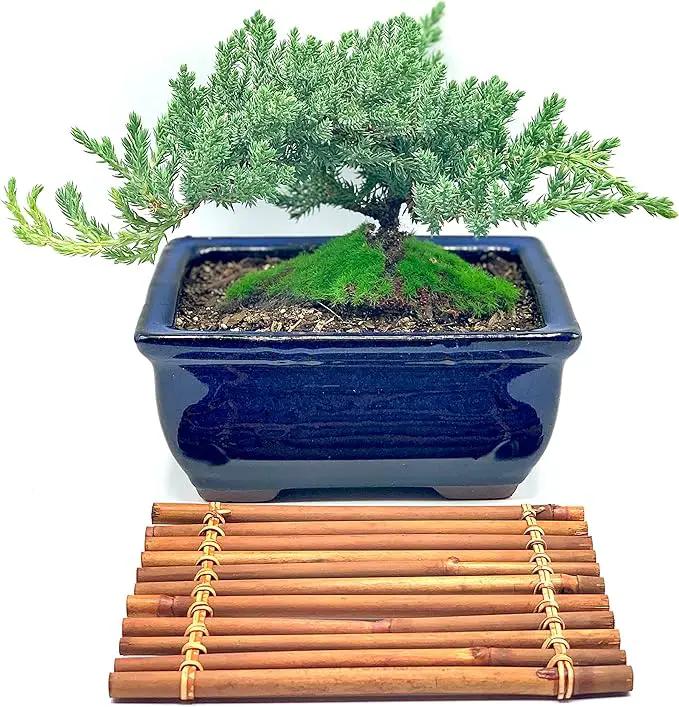Live Dwarf Juniper Bonsai Tree 7 Year Old with Hand-Made Bamboo Stand | Juniper or Jade Bonsai Tree | Indoor/Outdoor | 100% Handcrafted| Home and Office Décor | Best Gift for Holiday by GreenHaven Gardens